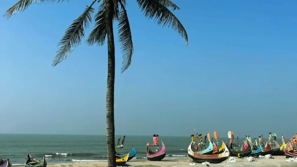 A serene beach scene with a tall palm tree on the left and vibrant, colorful fishing boats lined along the shore under a clear blue sky and most beautiful place in Bangladesh.