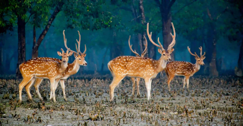 Four spotted deer with antlers stand alert in a lush forest with dense green foliage. The scene conveys a serene and natural atmosphere.